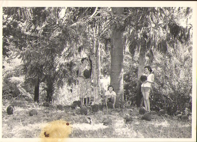 sotofamilyatmonkeypuzzletree01.jpg