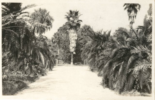 viewofsettlementdriveshowingwashingtonianpalms1920s.jpg