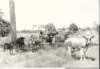 koreshanunitydairyherdpostcard_small.jpg