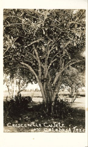 calabashtreecrescentiacujetefrompostcard.jpg