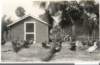 chickenhouseyardenlargedwest1926_small.jpg